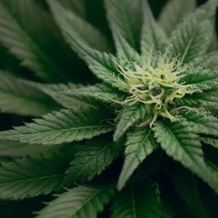 can-you-overdose-on-CBD-1140x800-1